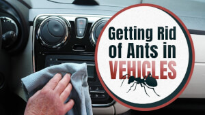 GETTING RID OF ANTS IN VEHICLES HQ Min 