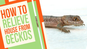 Will Mothballs Get Rid Of Geckos