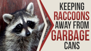 Keeping Raccoons away from Garbage Cans