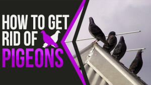 How to get rid of pigeons with poison