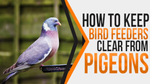 How to Keep Bird Feeders Clear from Pigeons