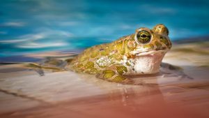 Swimming Frog In Pool