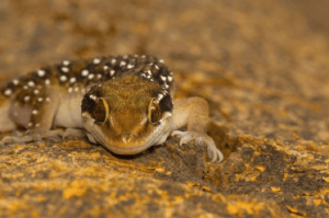 Plants Repel Geckos