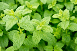 Lemon Balm Repels Mosquitoes