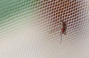 Mosquitoes hanging on net