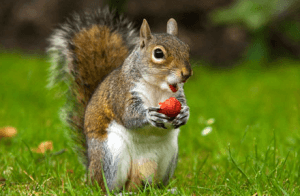 Squirrel Holding Strawberry