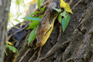 Repel Snake