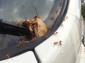 Fastest way to Get rid of ants in car