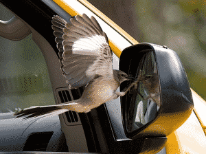 Bird Attacking Car Mirror