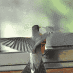 A Bird is Pecking the Window