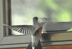 A Bird is Pecking the Window