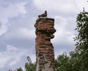 Bird in Roof and Chimney