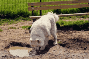 Giardia Giardiasis Dogs