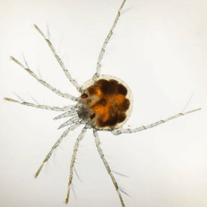 Water Mites in Pool