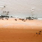 Ants Infestation 2021