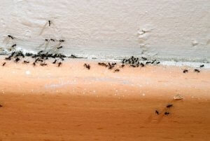 Ants Infestation 2021
