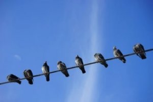 Stop birds Sitting on Overhead Cables