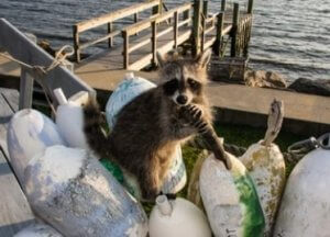 Get rid of Raccoon out of Boat
