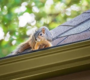 Keep Squirrel out of Boat Yacht